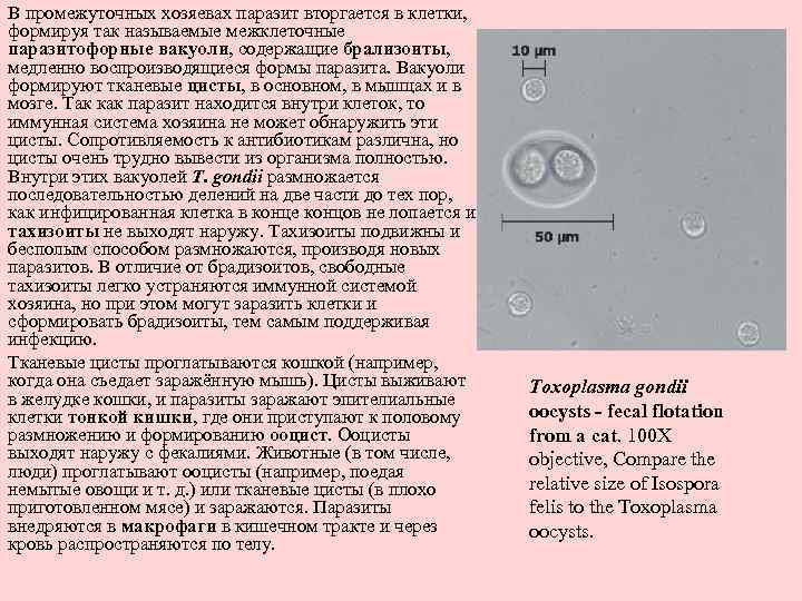 В промежуточных хозяевах паразит вторгается в клетки, формируя так называемые межклеточные паразитофорные вакуоли, содержащие