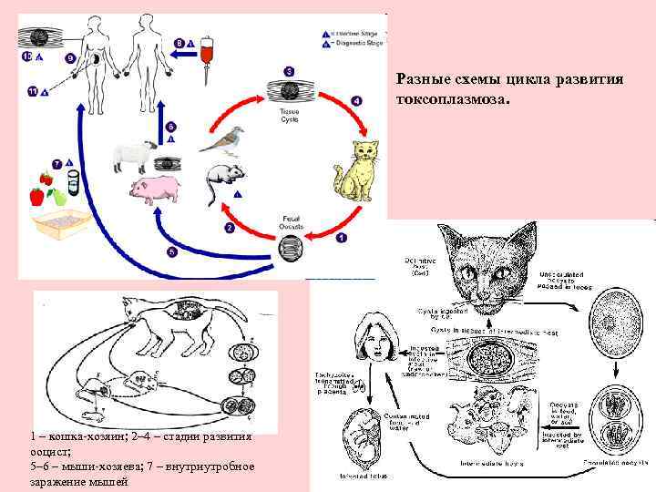 Цикл развития рыбы схема - 93 фото