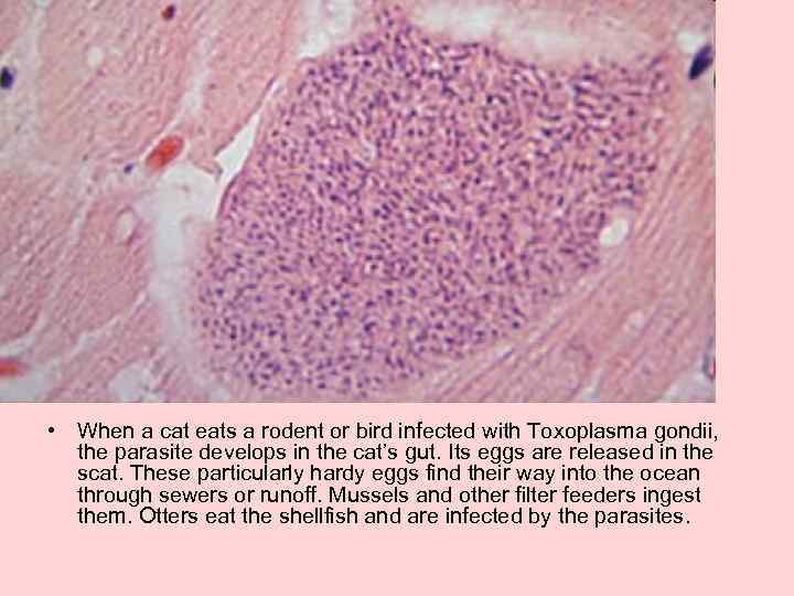  • When a cat eats a rodent or bird infected with Toxoplasma gondii,