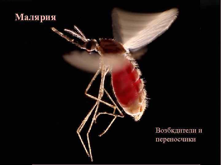 Малярия Возбкдители и переносчики 