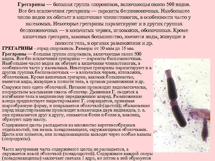 Грегарины — большая группа споровиков, включающая около 500 видов. Все без исключения грегарины —