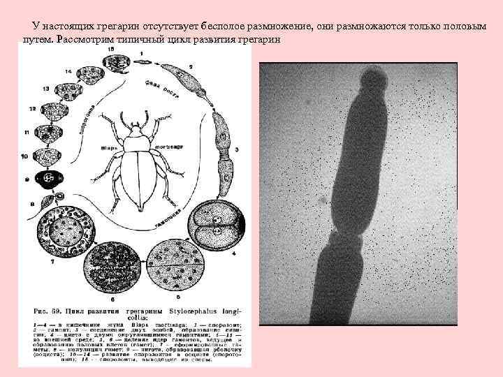  У настоящих грегарин отсутствует бесполое размножение, они размножаются только половым путем. Рассмотрим типичный