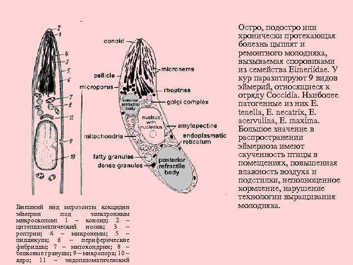 Внешний вид мерозоиты кокцидии эймерии под электронным микроскопом: 1 – коноид; 2 – цитоплазматический