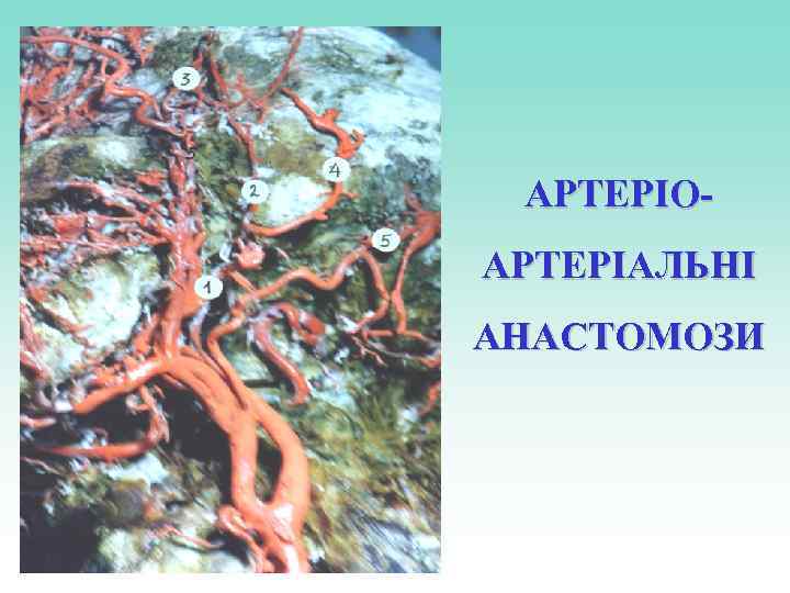АРТЕРІОАРТЕРІАЛЬНІ АНАСТОМОЗИ 