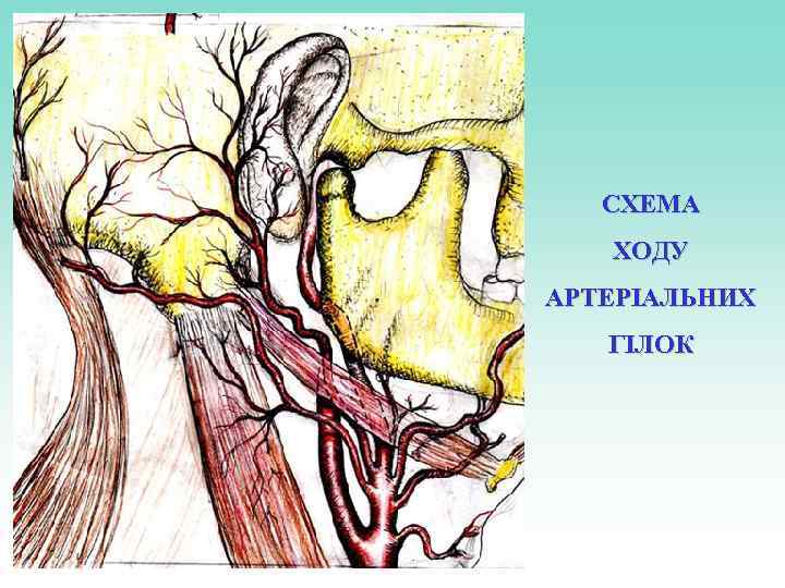 СХЕМА ХОДУ АРТЕРІАЛЬНИХ ГІЛОК 
