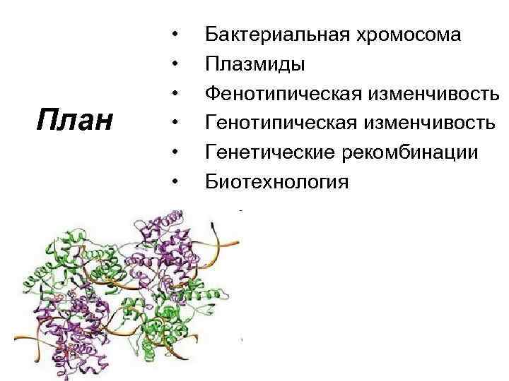 План • • • Бактериальная хромосома Плазмиды Фенотипическая изменчивость Генетические рекомбинации Биотехнология 