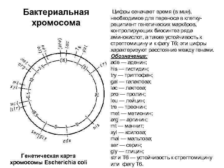 Генетическая карта микроорганизмов