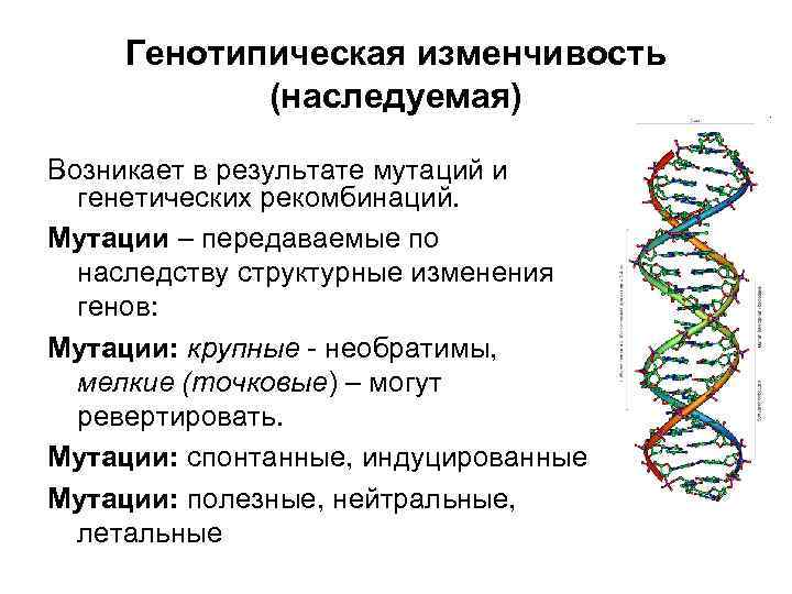 Ген изменчивость