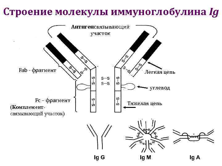 Иммуноглобулины iga igm. Структура иммуноглобулина биохимия. Схема строения антител (иммуноглобулина g). Строение иммуноглобулина микробиология. Структура молекулы иммуноглобулина.