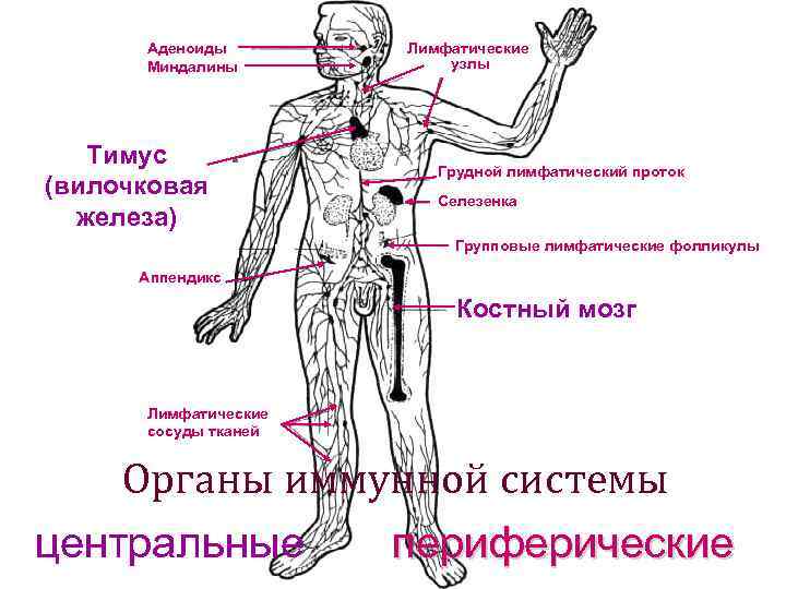 Где у человека лимфоузлы фото