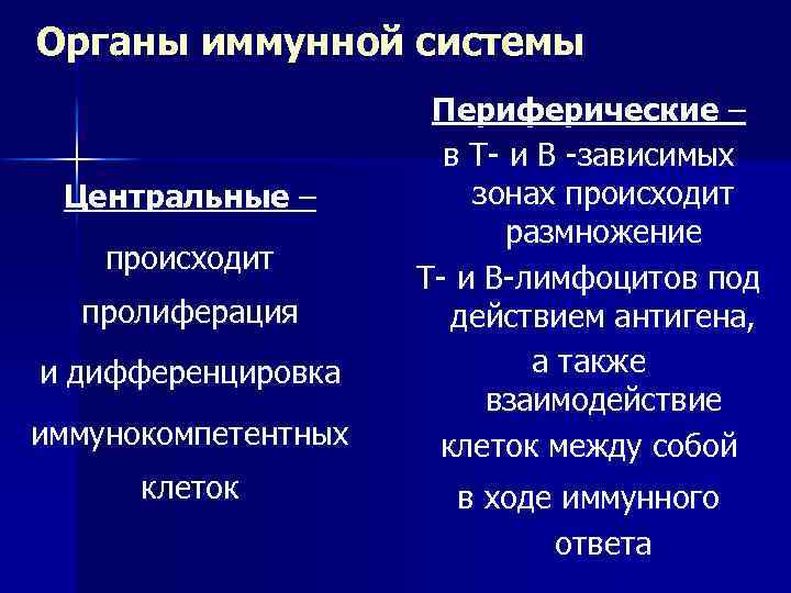 Органы иммунной системы Центральные – происходит пролиферация и дифференцировка иммунокомпетентных клеток Периферические – в