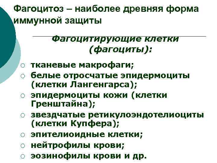 Фагоцитоз – наиболее древняя форма иммунной защиты Фагоцитирующие клетки (фагоциты): ¡ ¡ ¡ ¡
