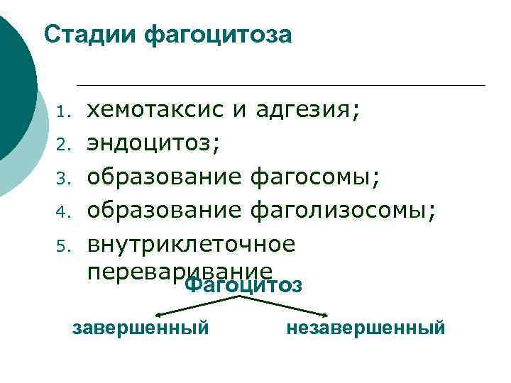 Стадии фагоцитоза 1. 2. 3. 4. 5. хемотаксис и адгезия; эндоцитоз; образование фагосомы; образование