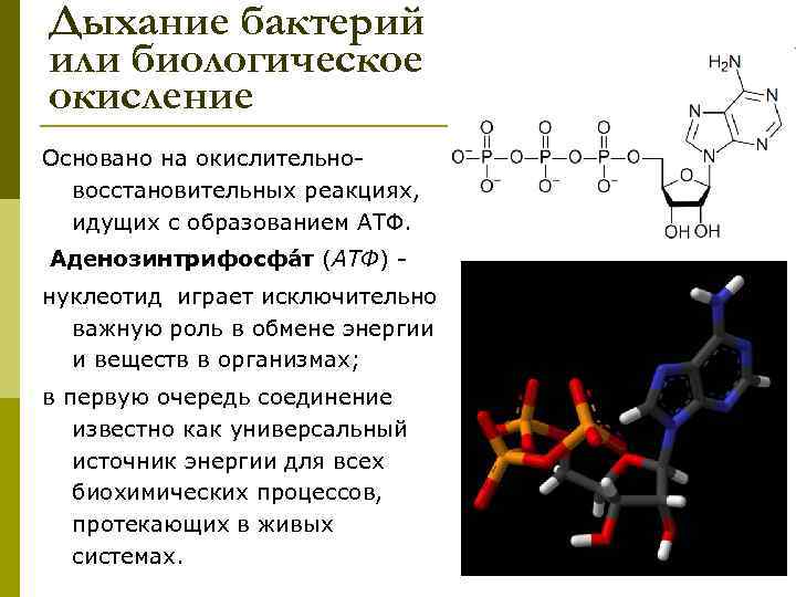 Дыхание бактерий. Биологическое окисление дыхание. Типы биологического окисления у микроорганизмов. Физиология микроорганизмов дыхание. Особенности биологического окисления у микробов.