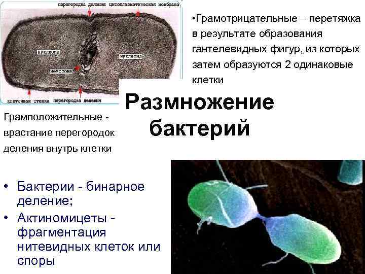 Образуются а затем в. Размножение грамположительных бактерий. Размножение грамотрицательных бактерий. Физиология бактерий методы ее изучения. Физиология микроорганизмов кратко.