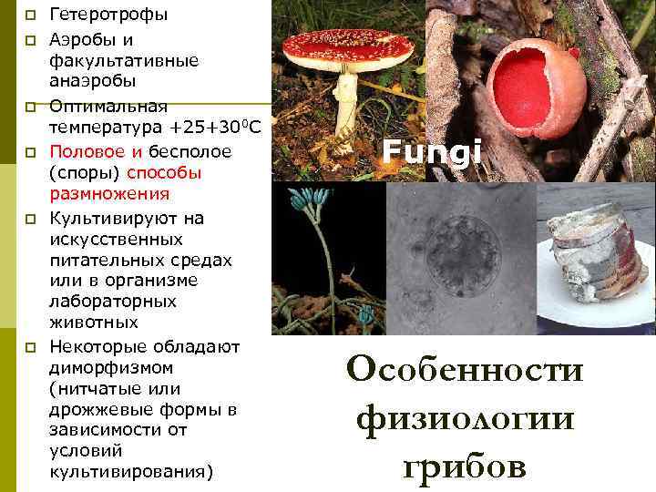 Первыми организмами на земле были анаэробные