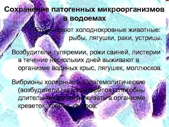 Сохранение патогенных микроорганизмов в водоемах • Роль играют холоднокровные животные: рыбы, лягушки, раки, устрицы.