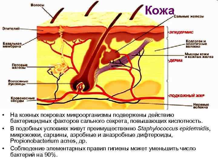 Кожа • • • На кожных покровах микроорганизмы подвержены действию бактерицидных факторов сального секрета,