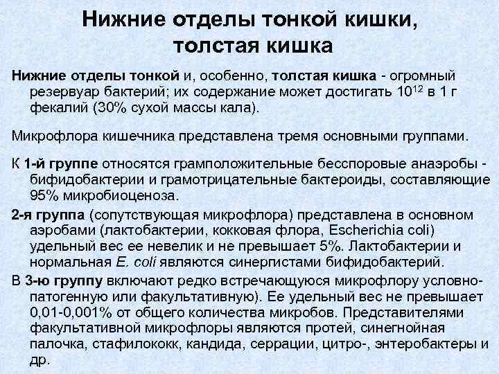 Нижние отделы тонкой кишки, толстая кишка Нижние отделы тонкой и, особенно, толстая кишка -