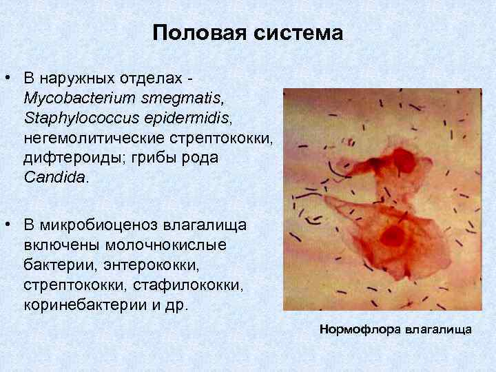 Половая система • В наружных отделах - Mycobacterium smegmatis, Staphylococcus epidermidis, негемолитические стрептококки, дифтероиды;