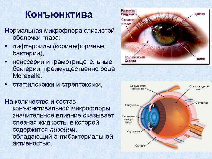 Содержит несколько слоев нейронов содержит роговицу защищает. Строение глаза человека конъюнктивальный мешок. Конъюнктива склеры строение. Конъюнктива глазного яблока анатомия. Строение глаза конъюнктивит.