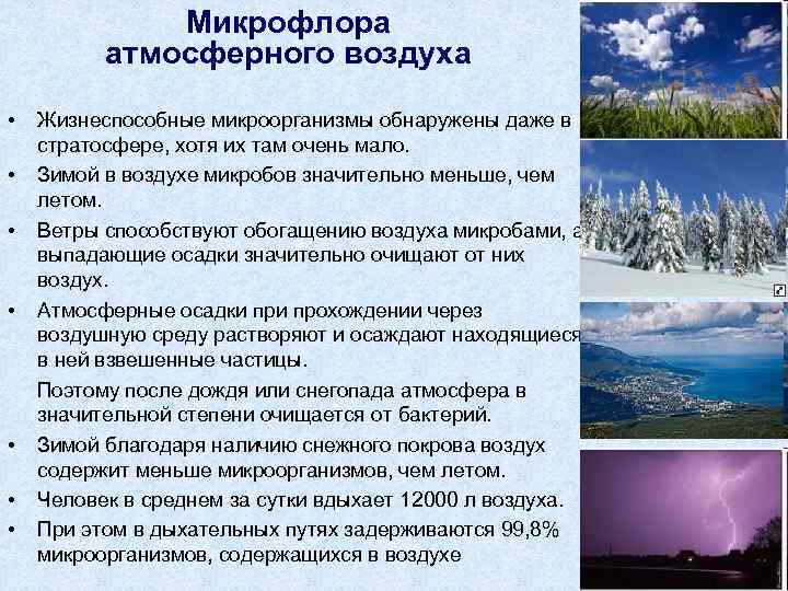 Микрофлора атмосферного воздуха • Жизнеспособные микроорганизмы обнаружены даже в стратосфере, хотя их там очень