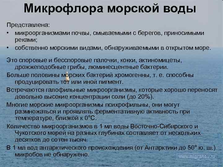 Микрофлора морской воды Представлена: • микроорганизмами почвы, смываемыми с берегов, приносимыми реками; • собственно
