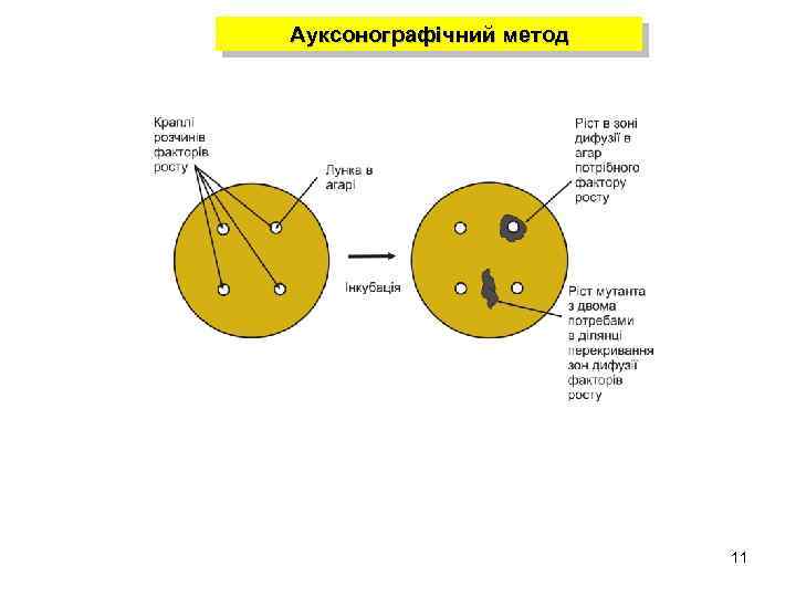 Ауксонографічний метод 11 