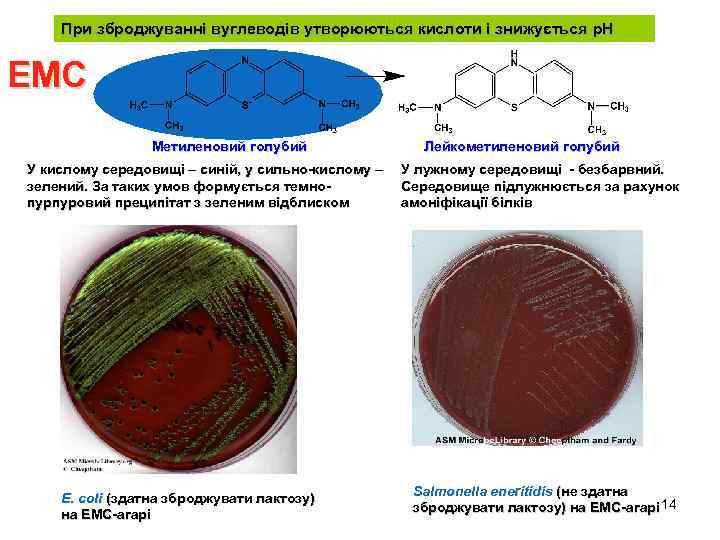 При зброджуванні вуглеводів утворюються кислоти і знижується р. Н ЕМС Метиленовий голубий У кислому
