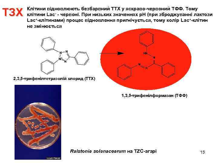 ТЗХ Клітини відновлюють безбарвний ТТХ у яскраво-червоний TФФ. Тому клітини Lac- - червоні. При