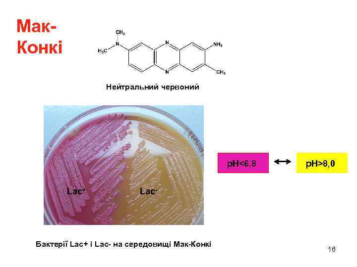 Мак. Конкі Нейтральний червоний p. H<6, 8 Lac+ p. H>8, 0 Lac- Бактерії Lac+