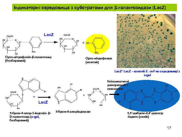 Індикаторні середовища з субстратами для β-галактозидази (Lac. Z) Lac. Z Орто-нітрофеніл-β-галактозид Орто-нітрофеніл-β (безбарвний) Орто-нітрофенол