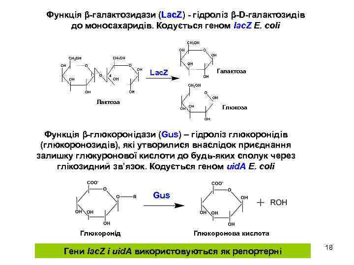 Функція β-галактозидази (Lac. Z) - гідроліз β-D-галактозидів до моносахаридів. Кодується геном lac. Z E.