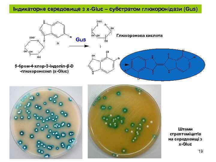 Індикаторне середовище з x-Gluc – субстратом глюкоронідази (Gus) Gus Глюкоронова кислота 5 -бром-4 -хлор-3