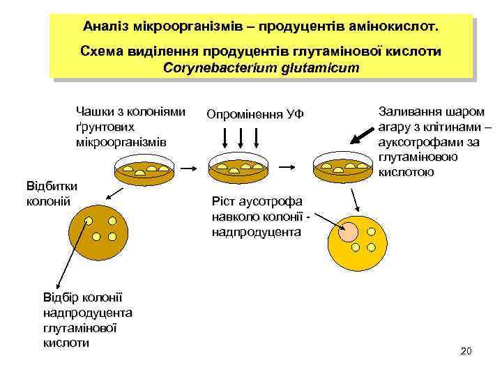 Аналіз мікроорганізмів – продуцентів амінокислот. Схема виділення продуцентів глутамінової кислоти Corynebacterium glutamicum Чашки з