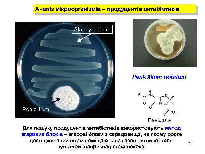 Аналіз мікроорганізмів – продуцентів антибіотиків Penicillium notatum Пеніцилін Для пошуку продуцентів антибіотиків використовують метод