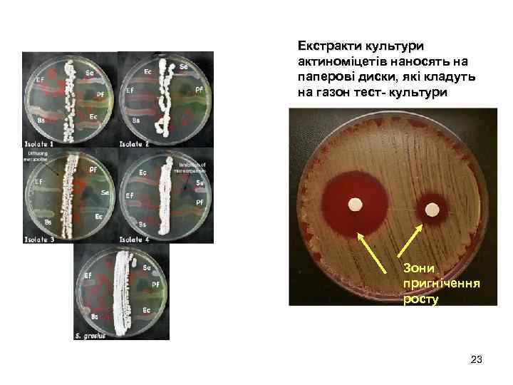 Екстракти культури актиноміцетів наносять на паперові диски, які кладуть на газон тест- культури Зони
