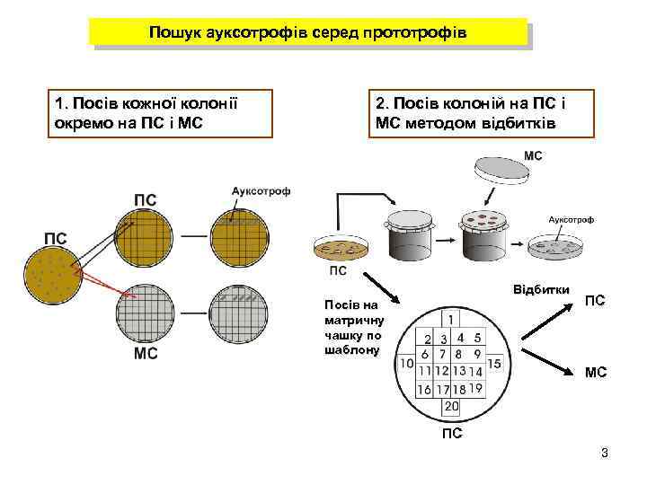 Пошук ауксотрофів серед прототрофів 1. Посів кожної колонії окремо на ПС і МС 2.