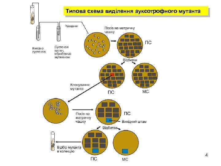 Типова схема виділення ауксотрофного мутанта 4 