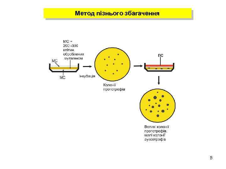 Метод пізнього збагачення 5 