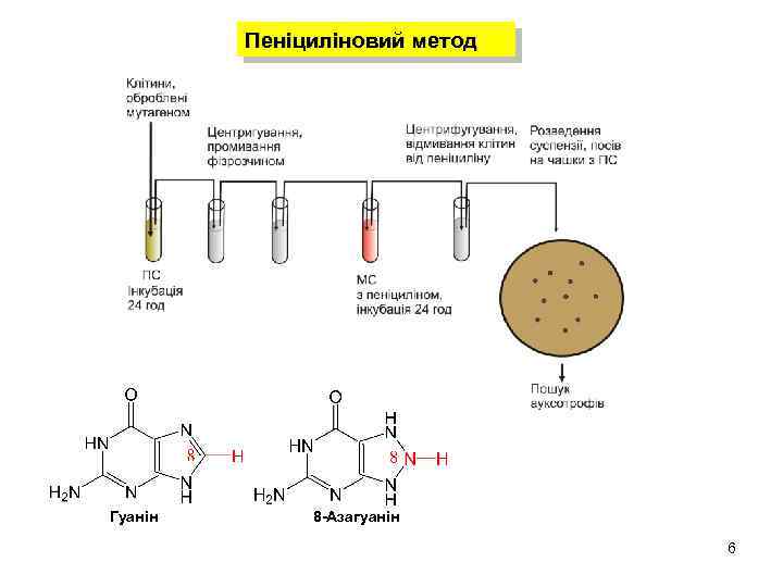 Пеніциліновий метод Гуанін 8 -Азагуанін 6 