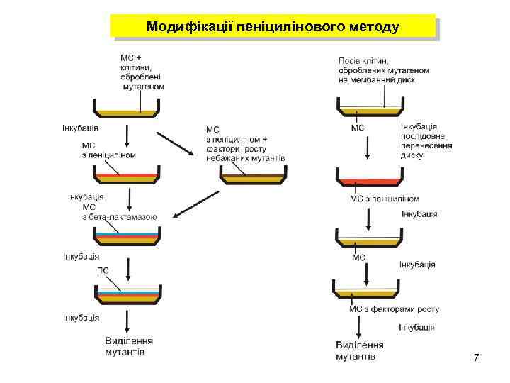 Модифікації пеніцилінового методу 7 