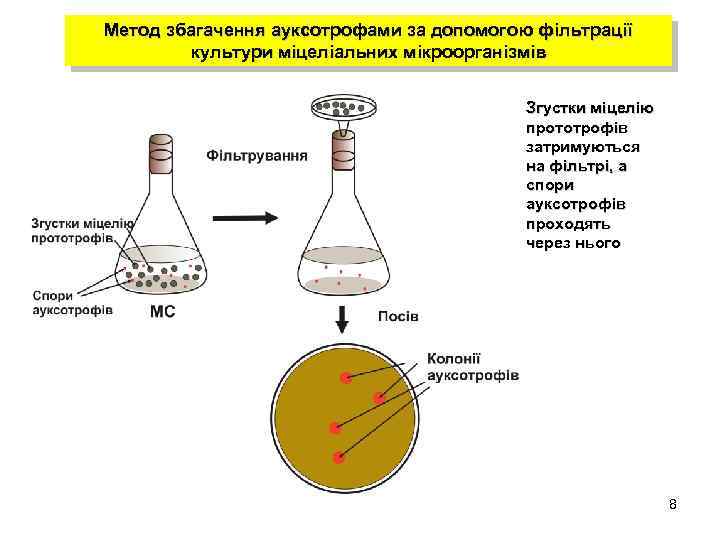 Метод збагачення ауксотрофами за допомогою фільтрації культури міцеліальних мікроорганізмів Згустки міцелію прототрофів затримуються на