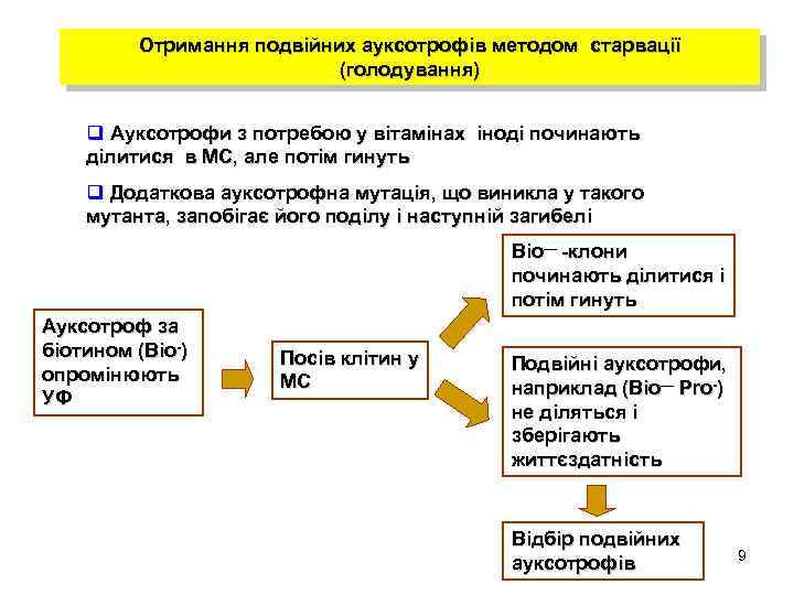 Отримання подвійних ауксотрофів методом старвації (голодування) q Ауксотрофи з потребою у вітамінах іноді починають