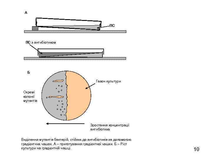 А ПС ПС з антибіотиком Б Газон культури Окремі колонії мутантів Зростання концентрації антибіотика