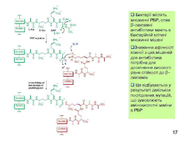 q Бактерії містять множинні PBP, отже β–лактамні антибіотики мають в бактерійній клітині множинні мішені