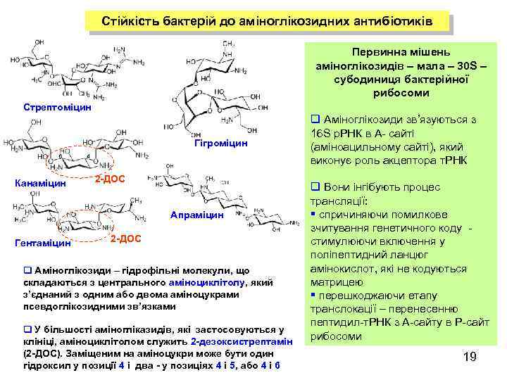 Стійкість бактерій до аміноглікозидних антибіотиків Первинна мішень аміноглікозидів – мала – 30 S –