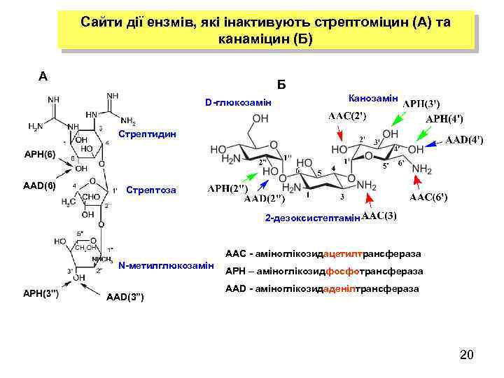 Сайти дії ензмів, які інактивують стрептоміцин (А) та канаміцин (Б) А Б D-глюкозамін Канозамін