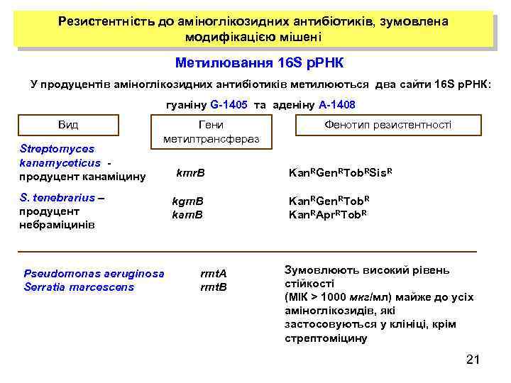 Резистентність до аміноглікозидних антибіотиків, зумовлена модифікацією мішені Метилювання 16 S р. РНК У продуцентів