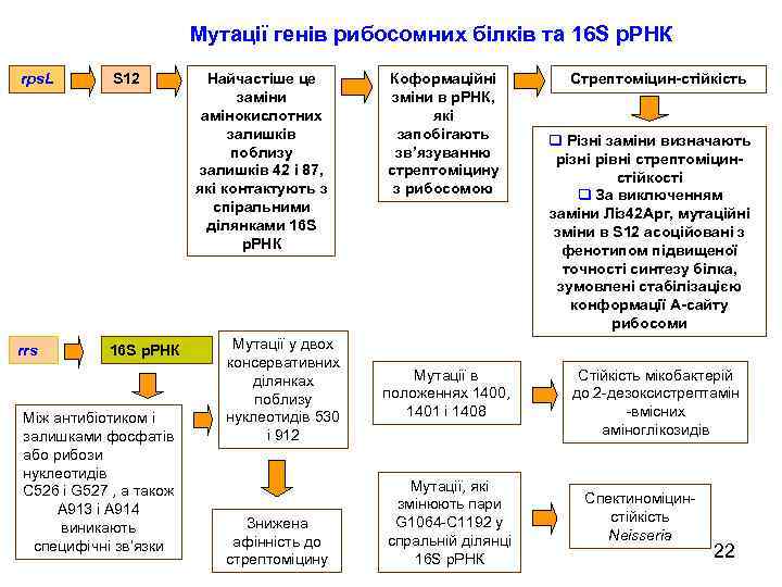 Мутації генів рибосомних білків та 16 S р. РНК rps. L rrs S 12